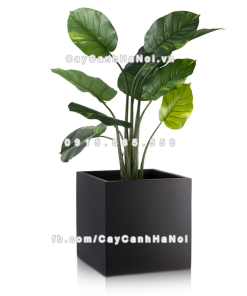 Chậu composite trồng cây cao cấp Anber 1055 (Đen mờ) 4 chau composite trong cay cao cap anber 1055den mo 5