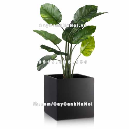 chau_composite_trong_cay_cao_cap_anber_1055den-mo-5