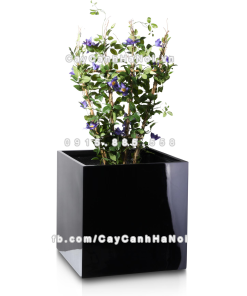 chau composite trong cay cao cap anber 1055den bong 1