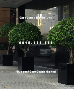 chau composite trong cay cao cap anber 1055den bong 2