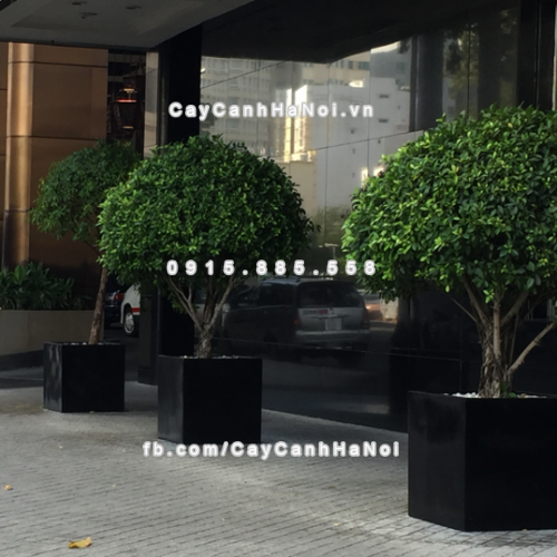 chau_composite_trong_cay_cao_cap_anber_1055den_bong-2