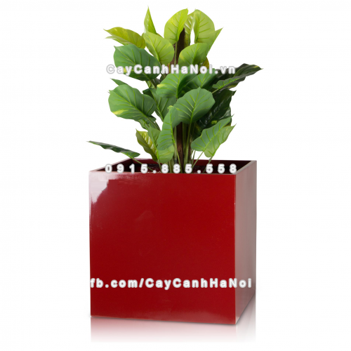 chau_composite_trong_cay_cao_cap_anber_1055do_bong-1