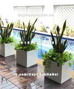 chau composite trong cay cao cap anber 1055trang bong 1