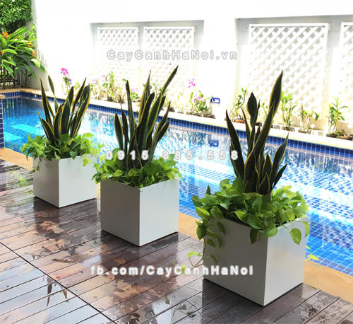 chau_composite_trong_cay_cao_cap_anber_1055trang-bong-1