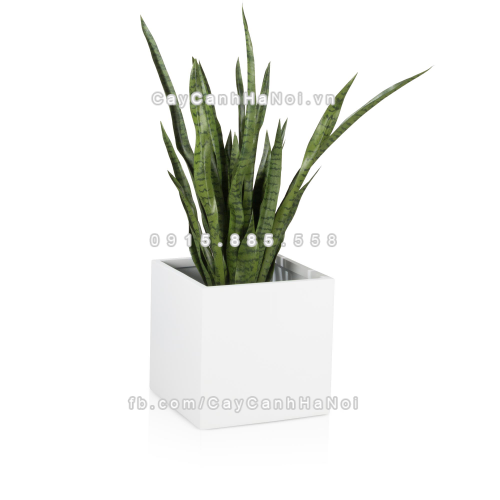 chau_composite_trong_cay_cao_cap_anber_1055trang-bong-3