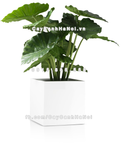 chau composite trong cay cao cap anber 1055trang bong 4