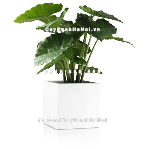 chau_composite_trong_cay_cao_cap_anber_1055trang-bong-4