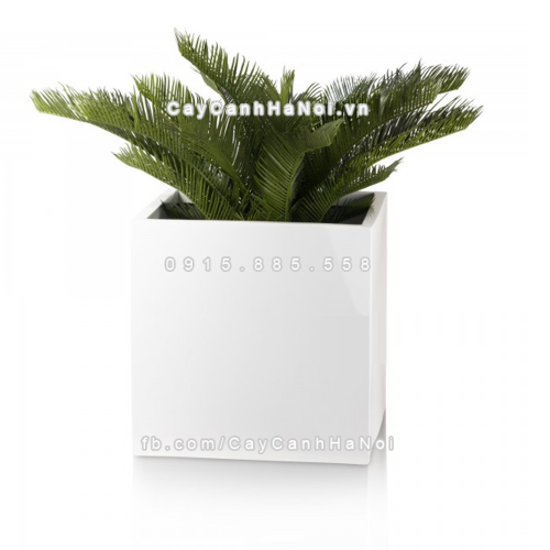 chau_composite_trong_cay_cao_cap_anber_1055trang-bong-5