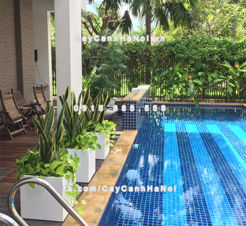 chau_composite_trong_cay_cao_cap_anber_1055trang-mo-1