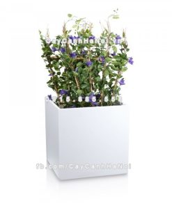 Chậu composite trồng cây cao cấp Anber 1055 (Trắng mờ) 1 chau composite trong cay cao cap anber 1055trang mo 2