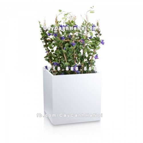 Chậu composite trồng cây cao cấp Anber 1055 (Trắng mờ) 10 chau_composite_trong_cay_cao_cap_anber_1055trang-mo-2