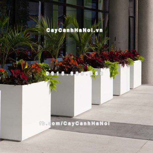 chau_composite_trong_cay_cao_cap_anber_1055trang-mo-4