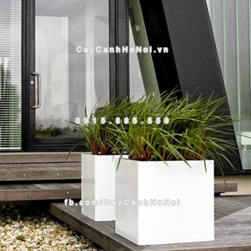 chau_composite_trong_cay_cao_cap_anber_1055trang-mo-5