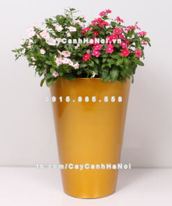 chau composite trong cay cao cap anber 1069vang gold bong 1