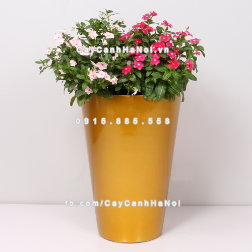 chau_composite_trong_cay_cao_cap_anber_1069vang_gold_bong-1