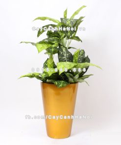 chau composite trong cay cao cap anber 1069vang gold bong 2