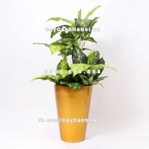 chau_composite_trong_cay_cao_cap_anber_1069vang_gold_bong-2