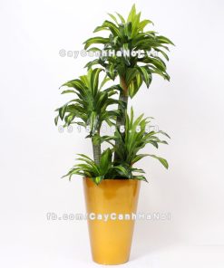 chau composite trong cay cao cap anber 1069vang gold bong 3