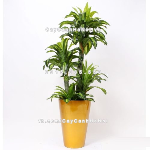 chau_composite_trong_cay_cao_cap_anber_1069vang_gold_bong-3