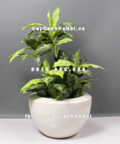 chau composite trong cay cao cap anber 1126trang bong 1