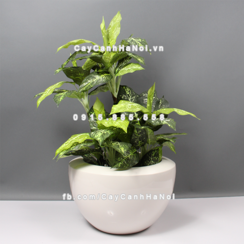 chau_composite_trong_cay_cao_cap_anber_1126trang-bong-1