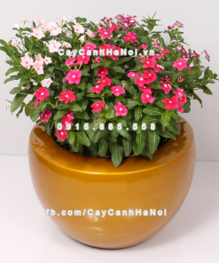 Chậu composite trồng cây cao cấp Anber 1126 (Vàng gold) 1 chau composite trong cay cao cap anber 1126vang gold 1