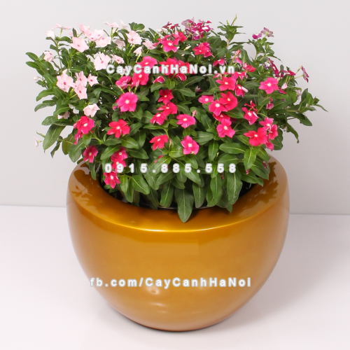 chau_composite_trong_cay_cao_cap_anber_1126vang-gold-1