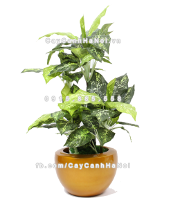 Chậu composite trồng cây cao cấp Anber 1126 (Vàng gold) 2 chau composite trong cay cao cap anber 1126vang gold 2