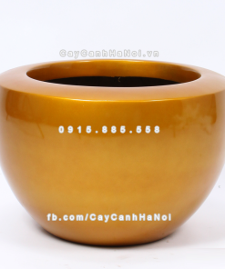 Chậu composite trồng cây cao cấp Anber 1126 (Vàng gold) 3 chau composite trong cay cao cap anber 1126vang gold 4