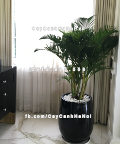 chau composite trong cay cao cap anber 1133den bong 5