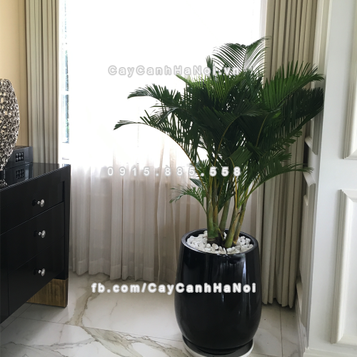 chau_composite_trong_cay_cao_cap_anber_1133den-bong-5