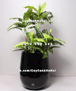 chau composite trong cay cao cap anber 1133den bong 9