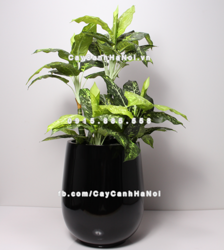 chau_composite_trong_cay_cao_cap_anber_1133den-bong-9