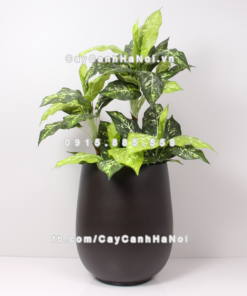 chau composite trong cay cao cap anber 1133nau chocolate 3