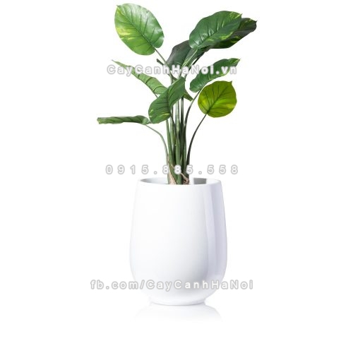 chau_composite_trong_cay_cao_cap_anber_1133trang-bong-3