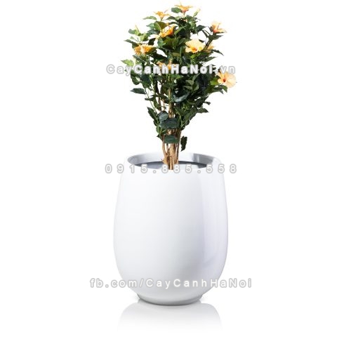 chau_composite_trong_cay_cao_cap_anber_1133trang-bong-4