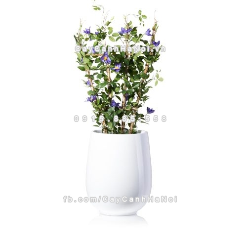 chau_composite_trong_cay_cao_cap_anber_1133trang-bong-5