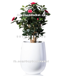 Chậu composite trồng cây cao cấp Anber 1133 (Trắng mờ) 1 chau composite trong cay cao cap anber 1133trang mo 2