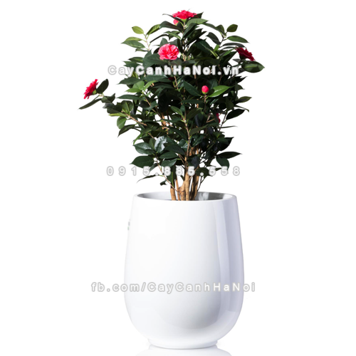 Chậu composite trồng cây cao cấp Anber 1133 (Trắng mờ) 3 chau_composite_trong_cay_cao_cap_anber_1133trang-mo-2