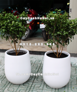 Chậu composite trồng cây cao cấp Anber 1133 (Trắng mờ) 2 chau composite trong cay cao cap anber 1133trang mo 3