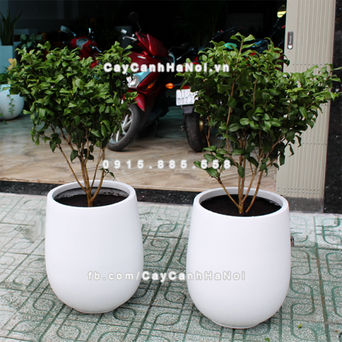 Chậu composite trồng cây cao cấp Anber 1133 (Trắng mờ) 4 chau_composite_trong_cay_cao_cap_anber_1133trang-mo-3