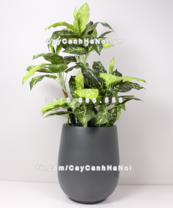 Chậu composite trồng cây cao cấp Anber 1133 (Xám mờ) 1 chau composite trong cay cao cap anber 1133xam mo 2