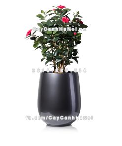 Chậu composite trồng cây cao cấp Anber 1133 (Xám bóng) 1 chau composite trong cay cao cap anber 1133xam bong 2