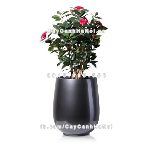 chau_composite_trong_cay_cao_cap_anber_1133xam_bong-2