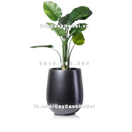 chau_composite_trong_cay_cao_cap_anber_1133xam_bong-4