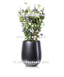 Chậu composite trồng cây cao cấp Anber 1133 (Xám bóng) 4 chau composite trong cay cao cap anber 1133xam bong 5