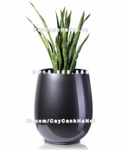 Chậu composite trồng cây cao cấp Anber 1133 (Xám bóng) 5 chau composite trong cay cao cap anber 1133xam bong 6