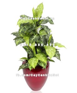 Chậu composite trồng cây cao cấp Anber 1138 (Đỏ đô) 2 chau composite trong cay cao cap anber 1138do bong 1