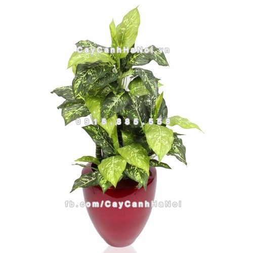 chau_composite_trong_cay_cao_cap_anber_1138do_bong-1