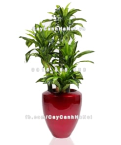 Chậu composite trồng cây cao cấp Anber 1138 (Đỏ đô) 1 chau composite trong cay cao cap anber 1138do bong 2